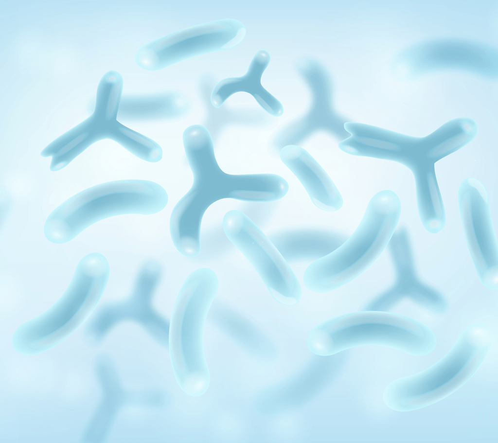 bifidobacteria